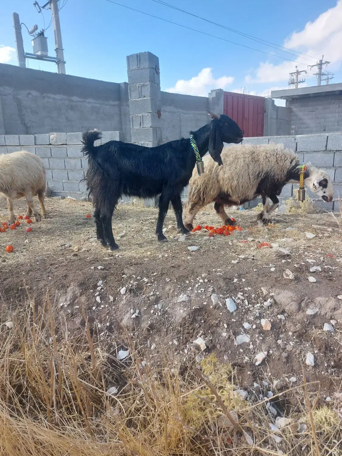 بز داشت اصل|حیوانات مزرعه|مرودشت, فیروزی|دیوار