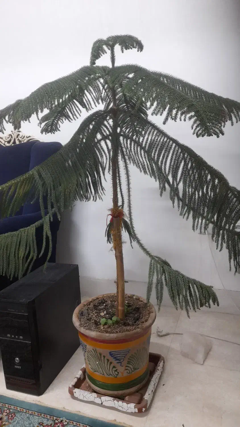 کاج مطبق|گل و گیاه طبیعی|گناباد, |دیوار