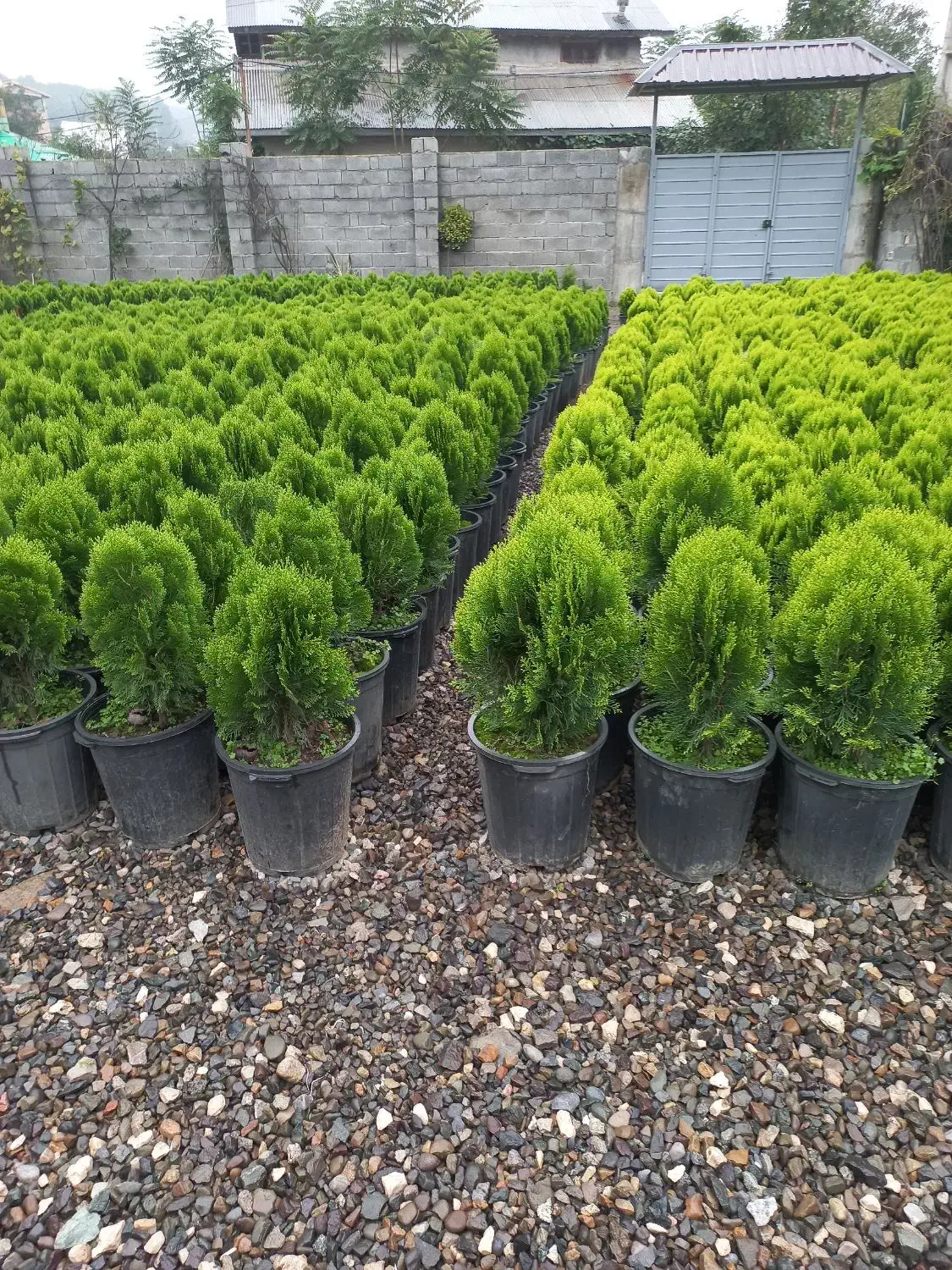 کامیس|خدمات باغبانی و درختکاری|تنکابن, |دیوار