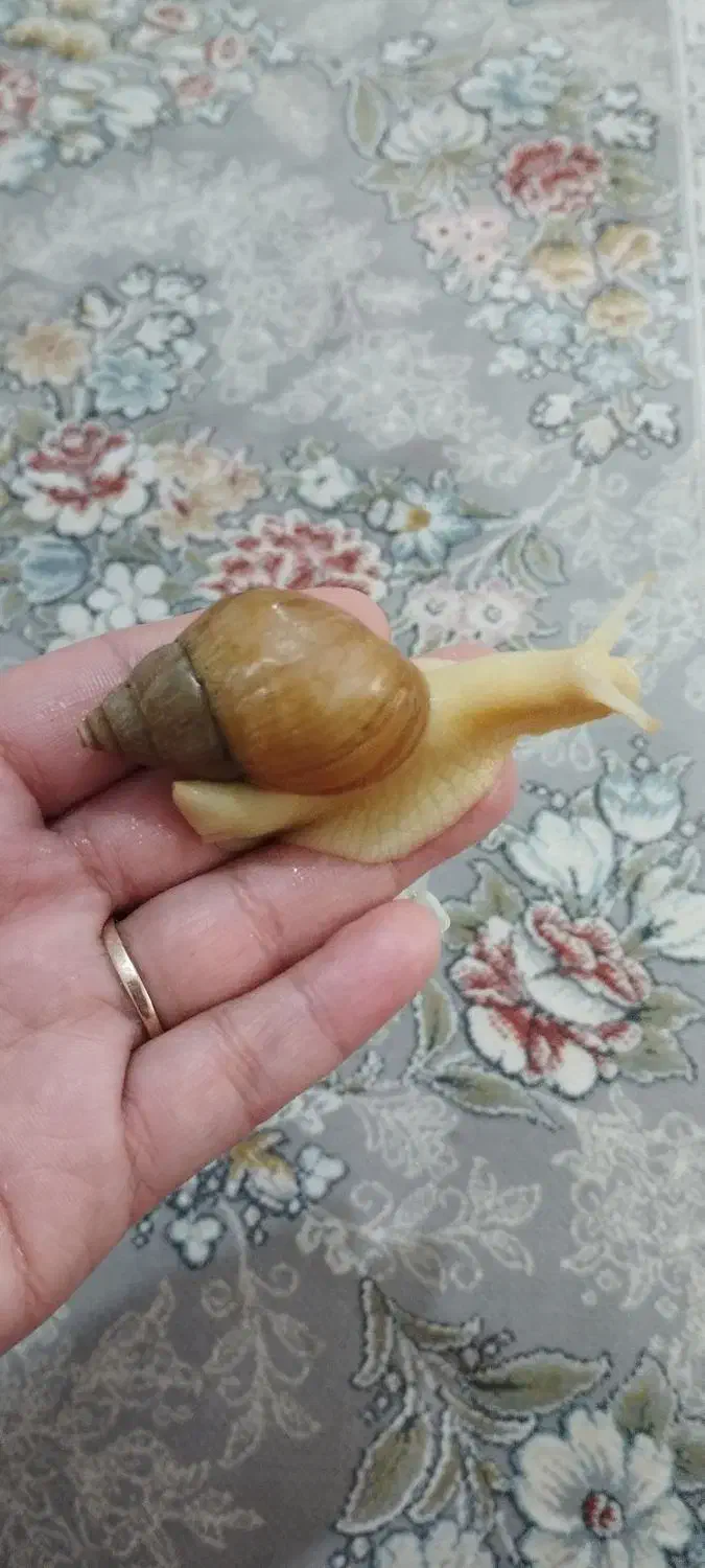 حلزون آچاتینا|خزنده|کرج, اصفهانی‌ها|دیوار