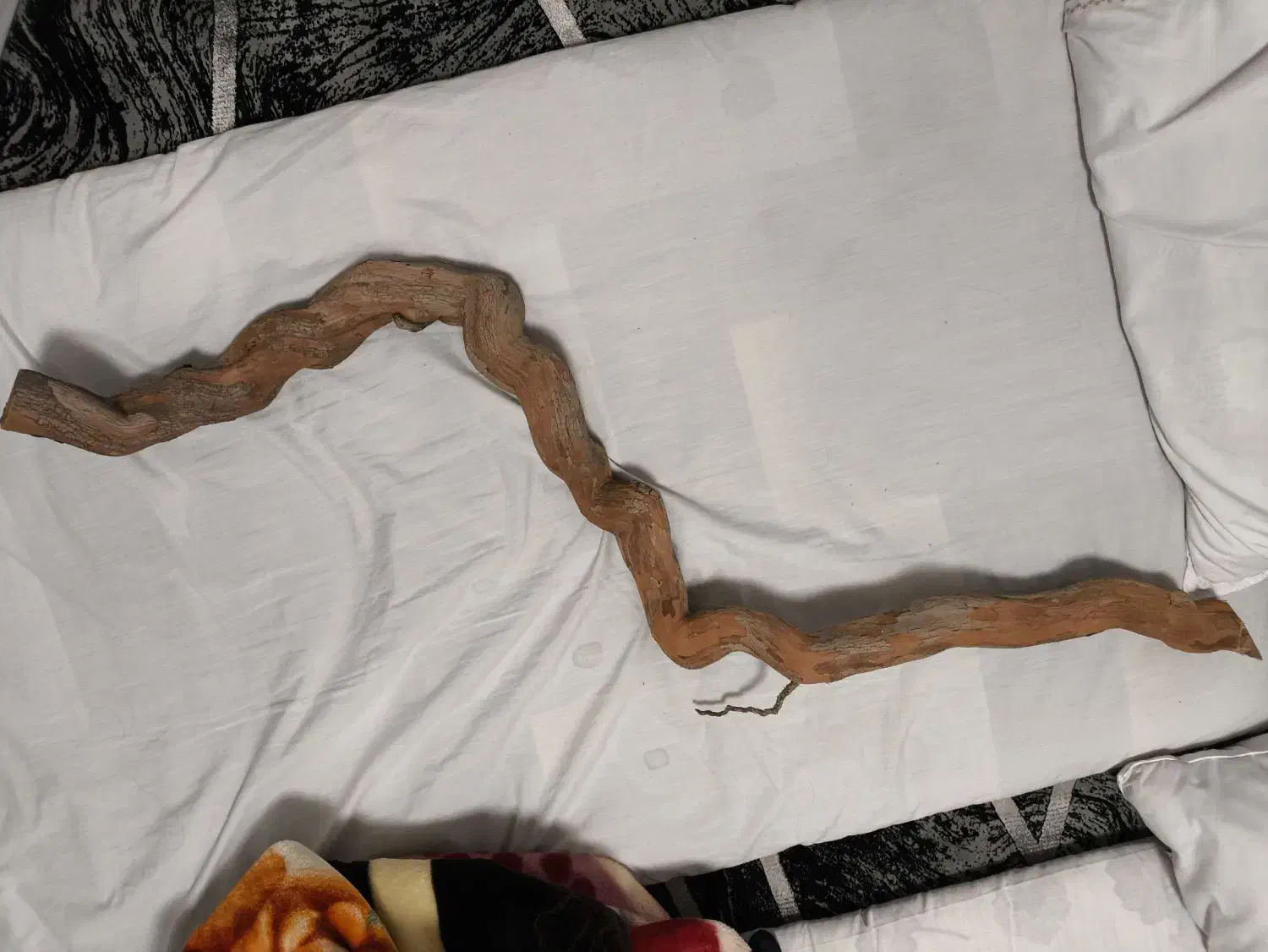 چوب آکواریوم|ماهی|شیراز, شهرک گلستان|دیوار