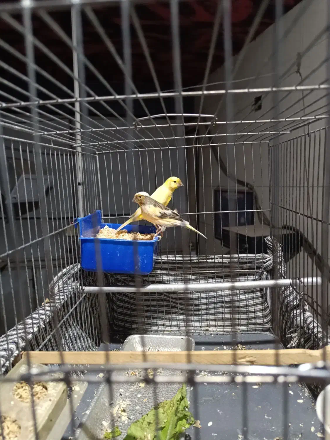 عروس هلندی و قناری|پرنده|مرودشت, ژیان|دیوار