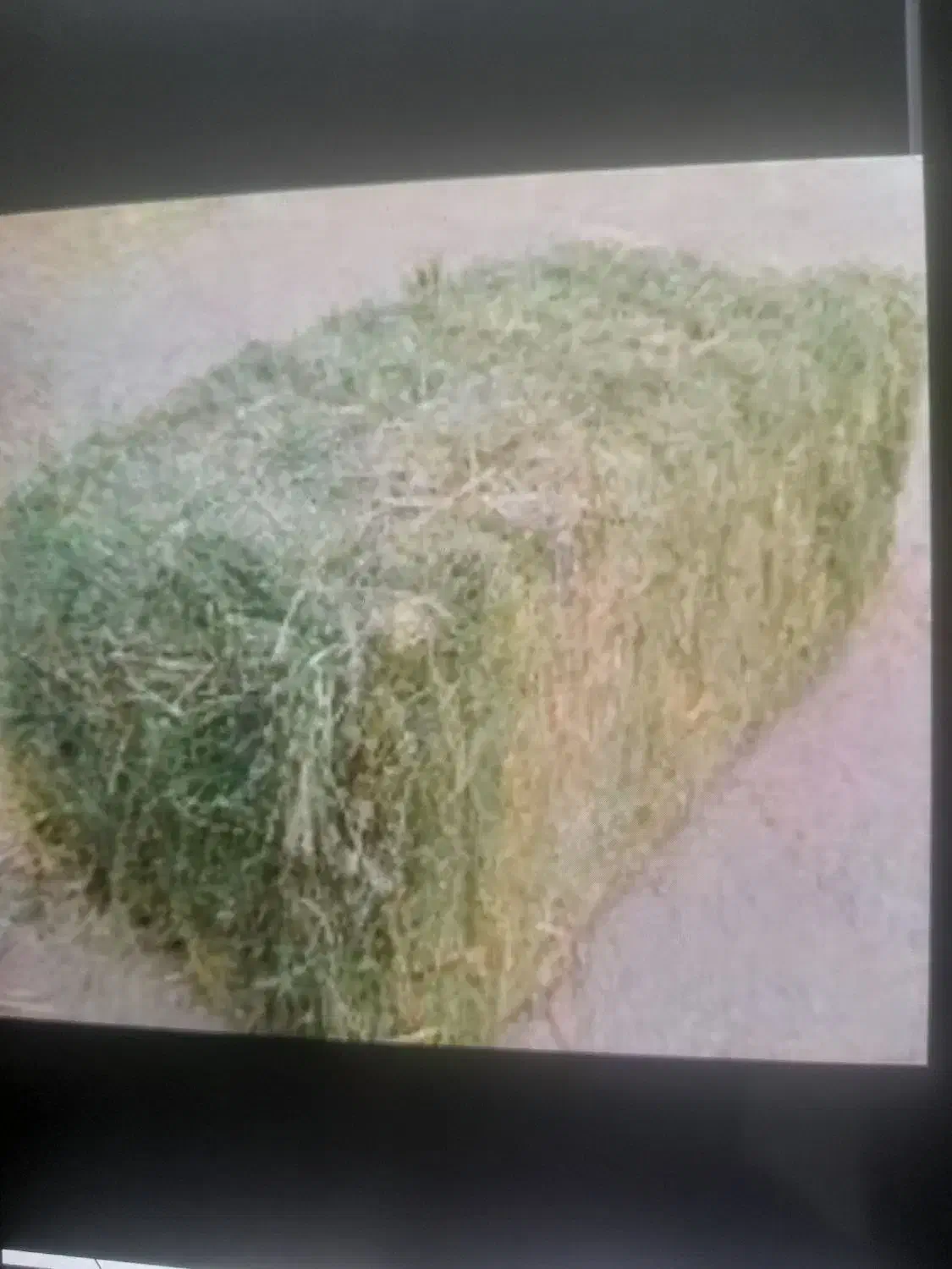 قریونجه خالص نقد کارت کش ۲6۵،00|حیوانات مزرعه|سجاس رود, |دیوار