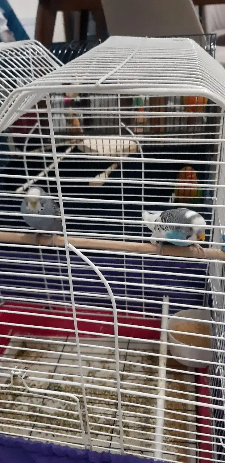 مرغ عشق نرو ماده بدونه قفس|پرنده|فردیس, فرامرزیه|دیوار