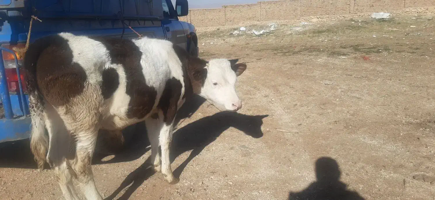 گوساله نر|حیوانات مزرعه|قیدار, |دیوار