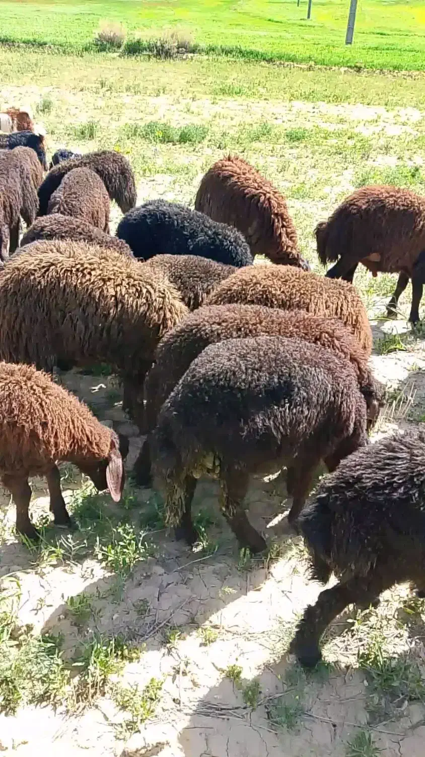 بره|حیوانات مزرعه|چاراویماق, |دیوار