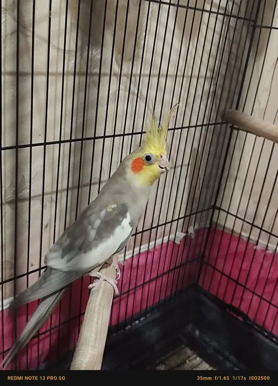 عروس هلندی نر سخنگو آهویی|پرنده|قم, شهرک مهدیه|دیوار