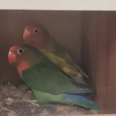 طوطی برزیلی جفت با همه وسایل|پرنده|گرمسار, |دیوار