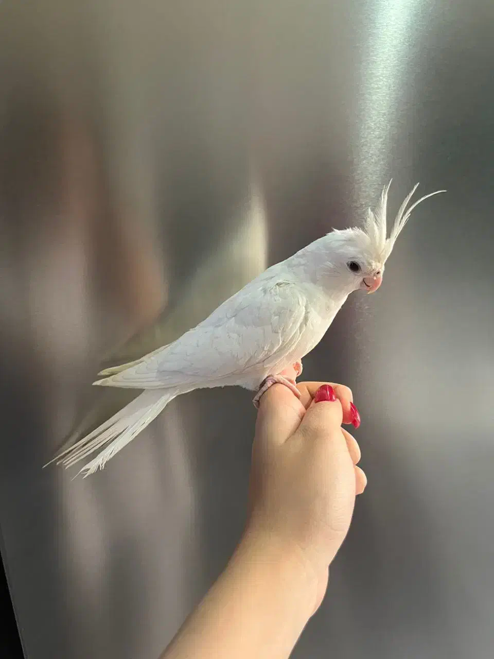 فروش ۲جوجه عروس هلندی نازوبازیگوش|پرنده|کرج, حصارک بالا|دیوار