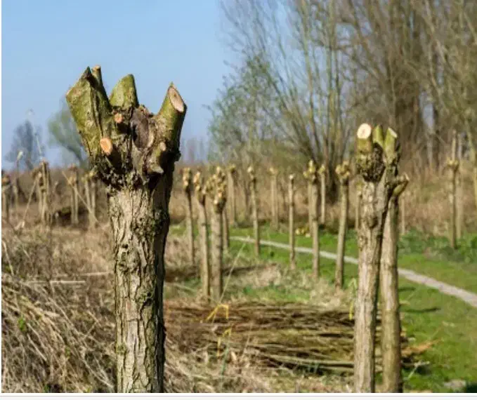 هرس درختان و سم پاشی|خدمات باغبانی و درختکاری|خمینی‌شهر, |دیوار