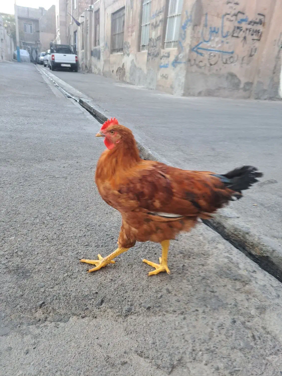 یک عدد مرغ و خروس|حیوانات مزرعه|پاکدشت, خاتون آباد|دیوار