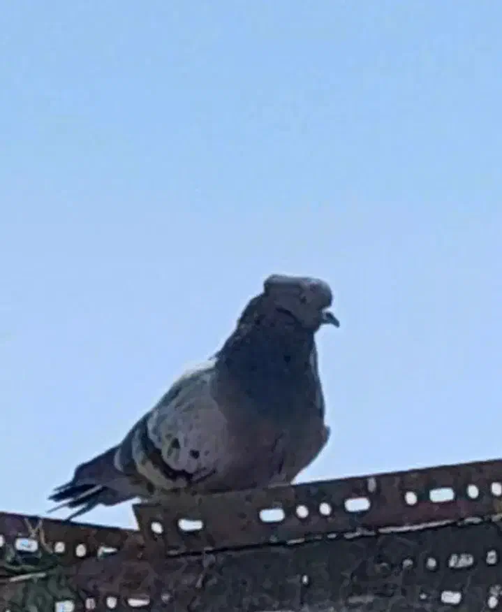 یک جفت کبوتر کلکسیونی|پرنده|اصفهان, جاوان|دیوار