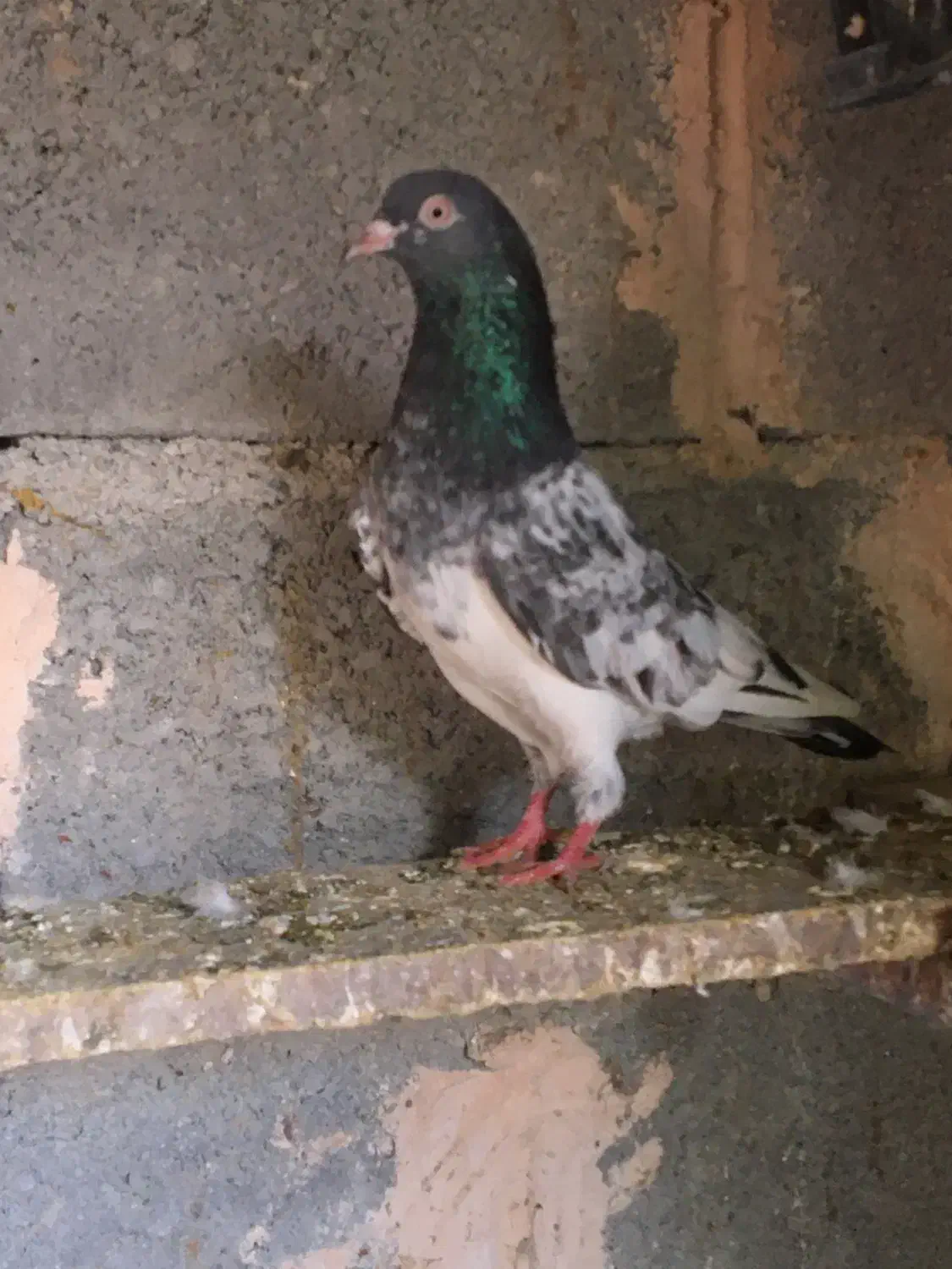 کبوتر پاکستانی|پرنده|میناب, |دیوار