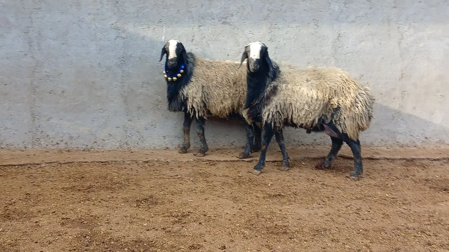 دامداری به نرخ زیر قیمت البته بدون دلال|حیوانات مزرعه|شیراز, حومه شیراز|دیوار