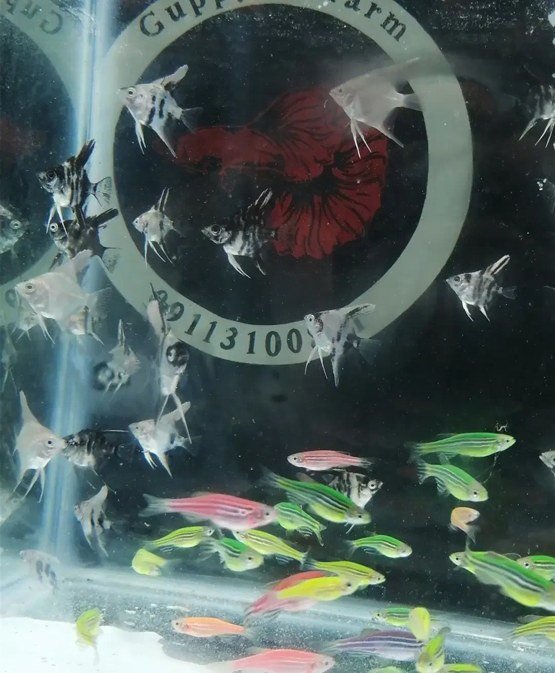 ماهی گوپی تایگر و بیگ ایر|ماهی|ساری, |دیوار