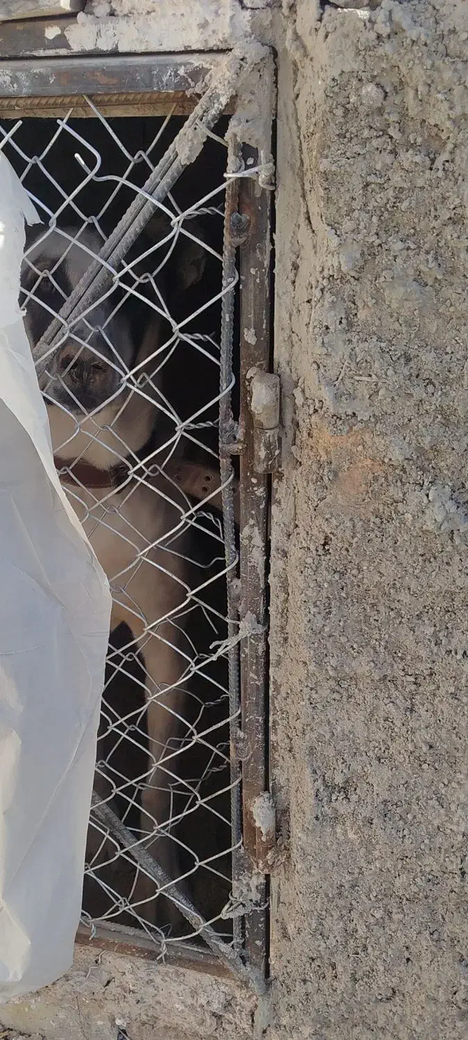 سگ سرابی|سگ|تاکستان, |دیوار