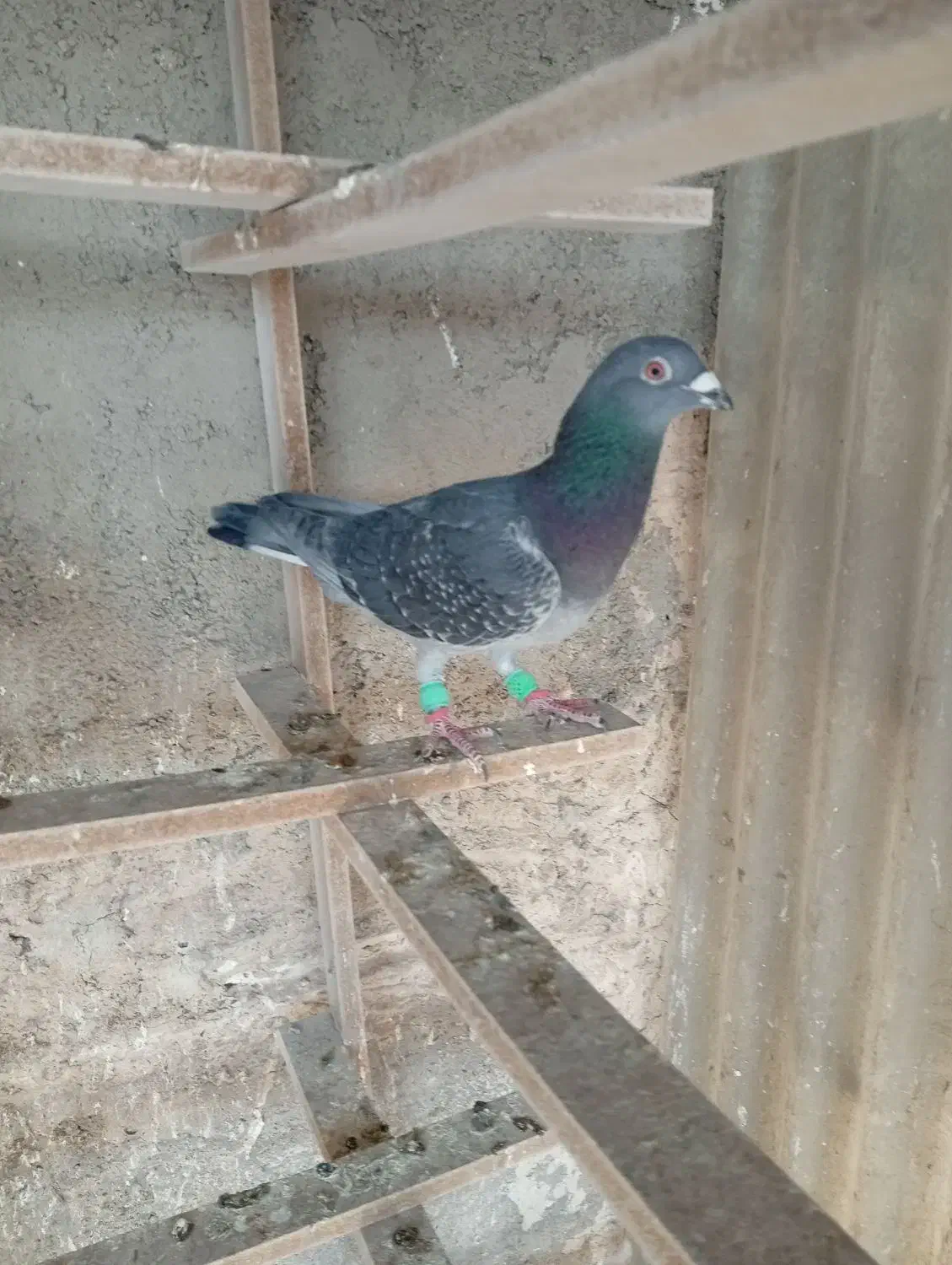 غریب گیری|پرنده|پاکدشت, حصار امیر|دیوار