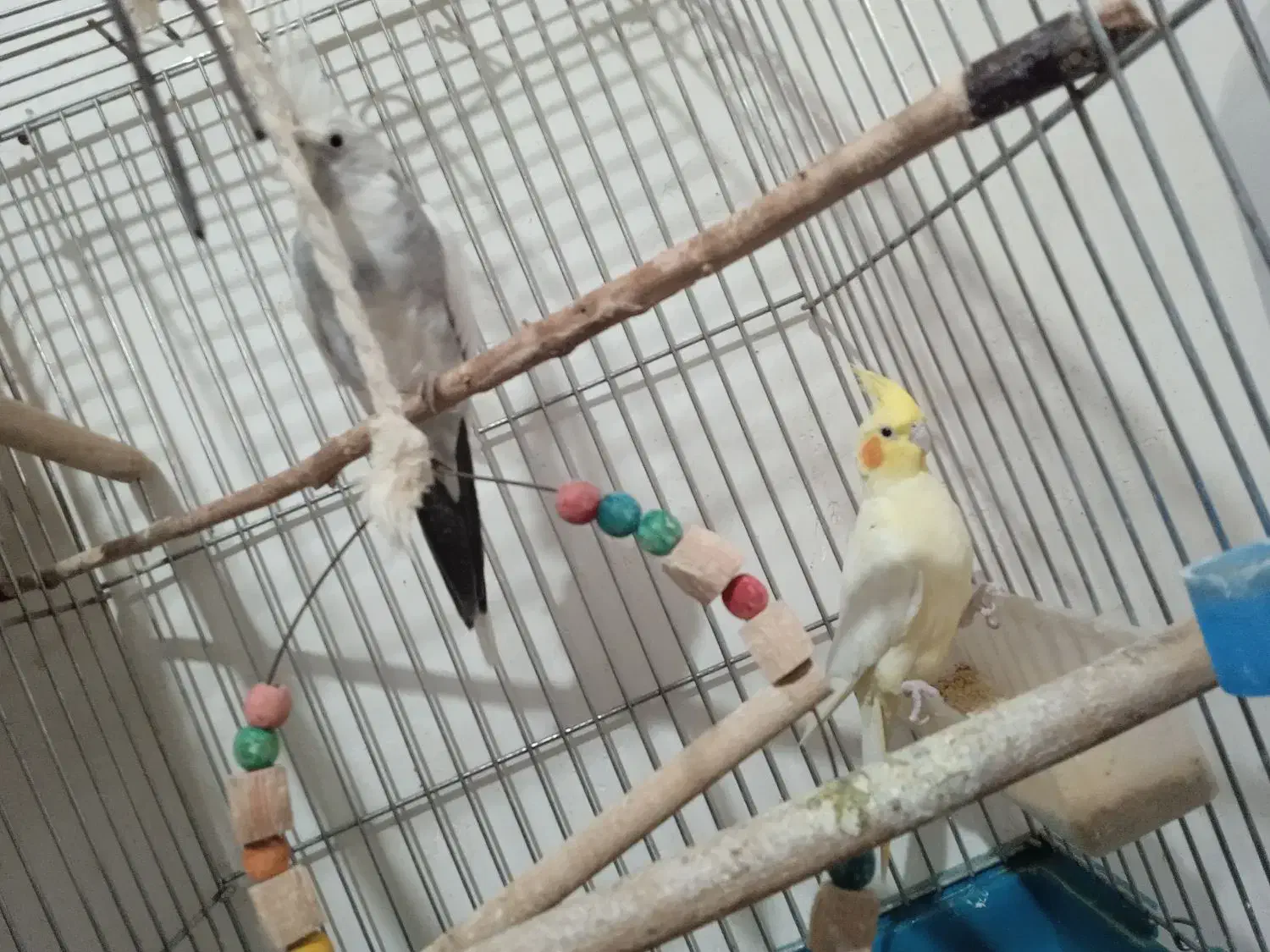 عروس هلندی|پرنده|پیرانشهر, |دیوار