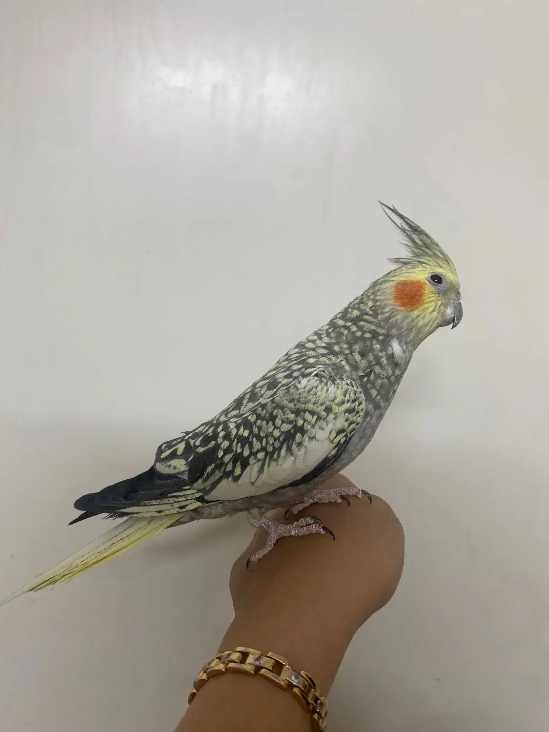 عروس هلندی نر صحیح و سالم|پرنده|تهران, شهرک بعثت|دیوار