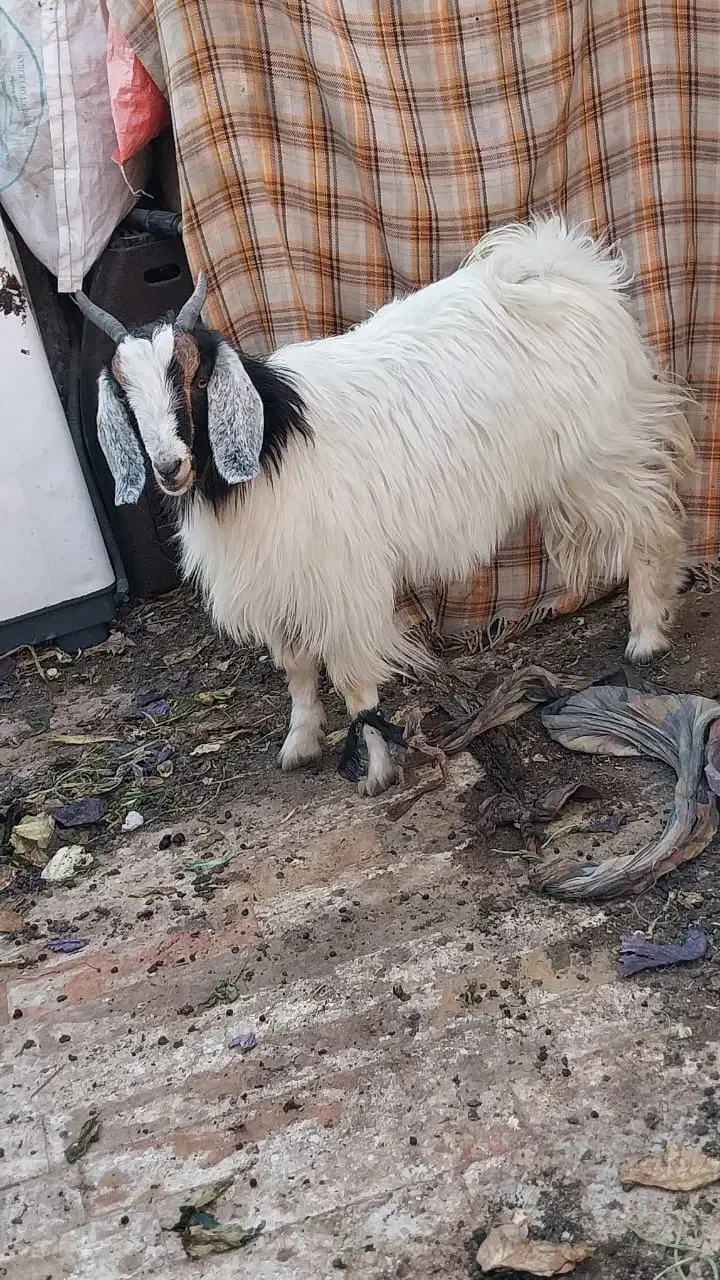 بزغاله چاق وسرحال پول لازمم|حیوانات مزرعه|مشهد, بهمن|دیوار