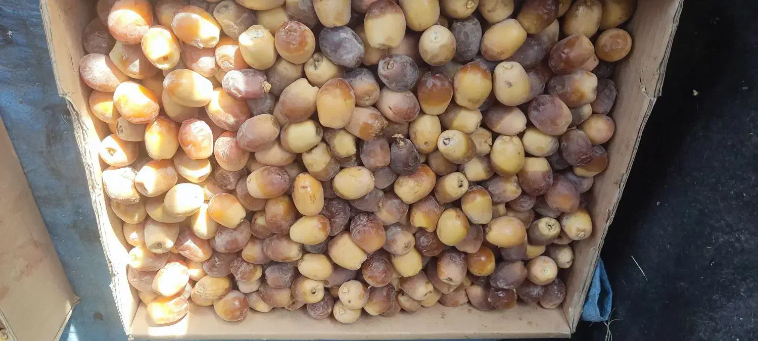 خرما هلیله تازه|خوردنی و آشامیدنی|ایرانشهر, |دیوار