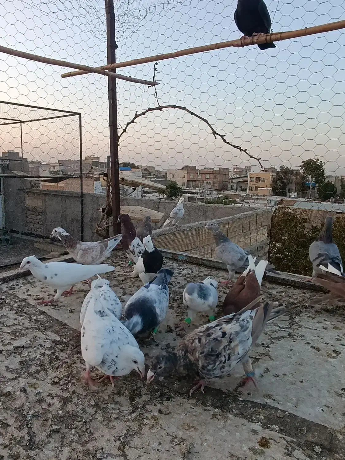 کبوترپرنده|پرنده|الوند, |دیوار