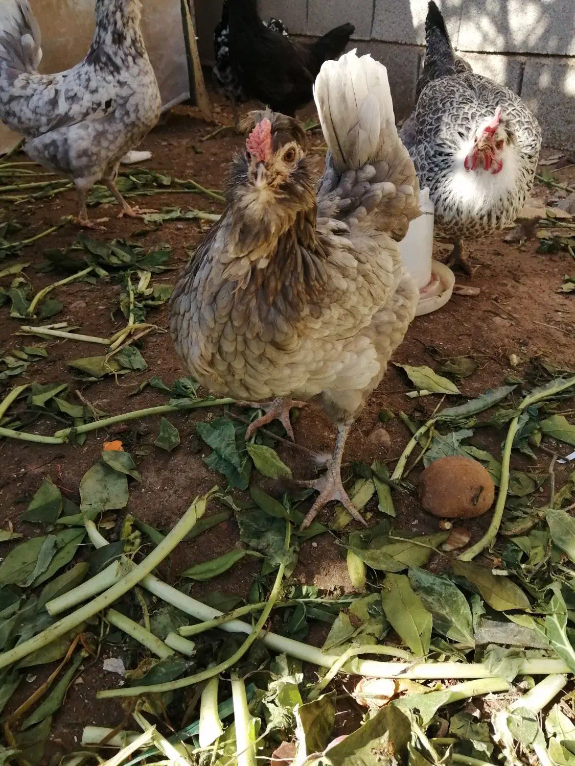 گلین طوسی|حیوانات مزرعه|شیراز, کوشک میدان|دیوار