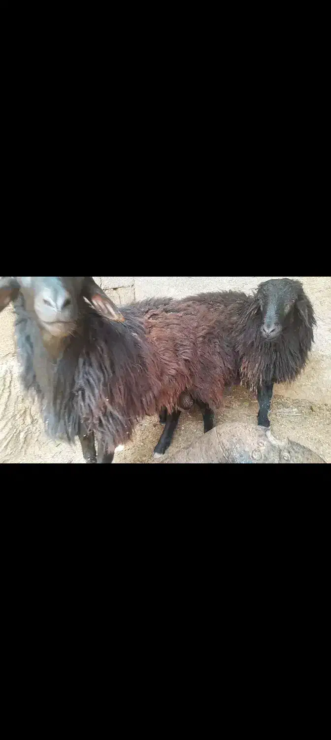 قوچ محلی مناسب برای حقیقت|حیوانات مزرعه|بندرلنگه, |دیوار