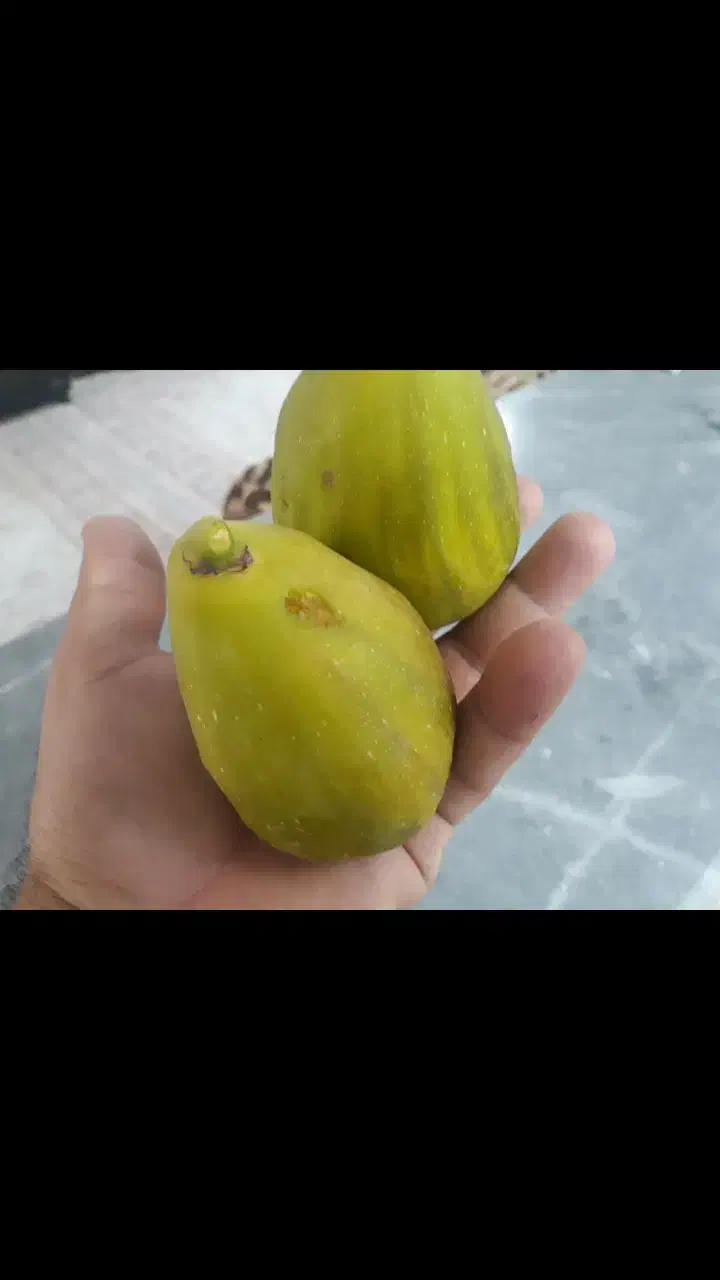 نهال انجیر گلابی وانگور بیدانه سفید|خدمات باغبانی و درختکاری|محمدیه-قزوین, |دیوار