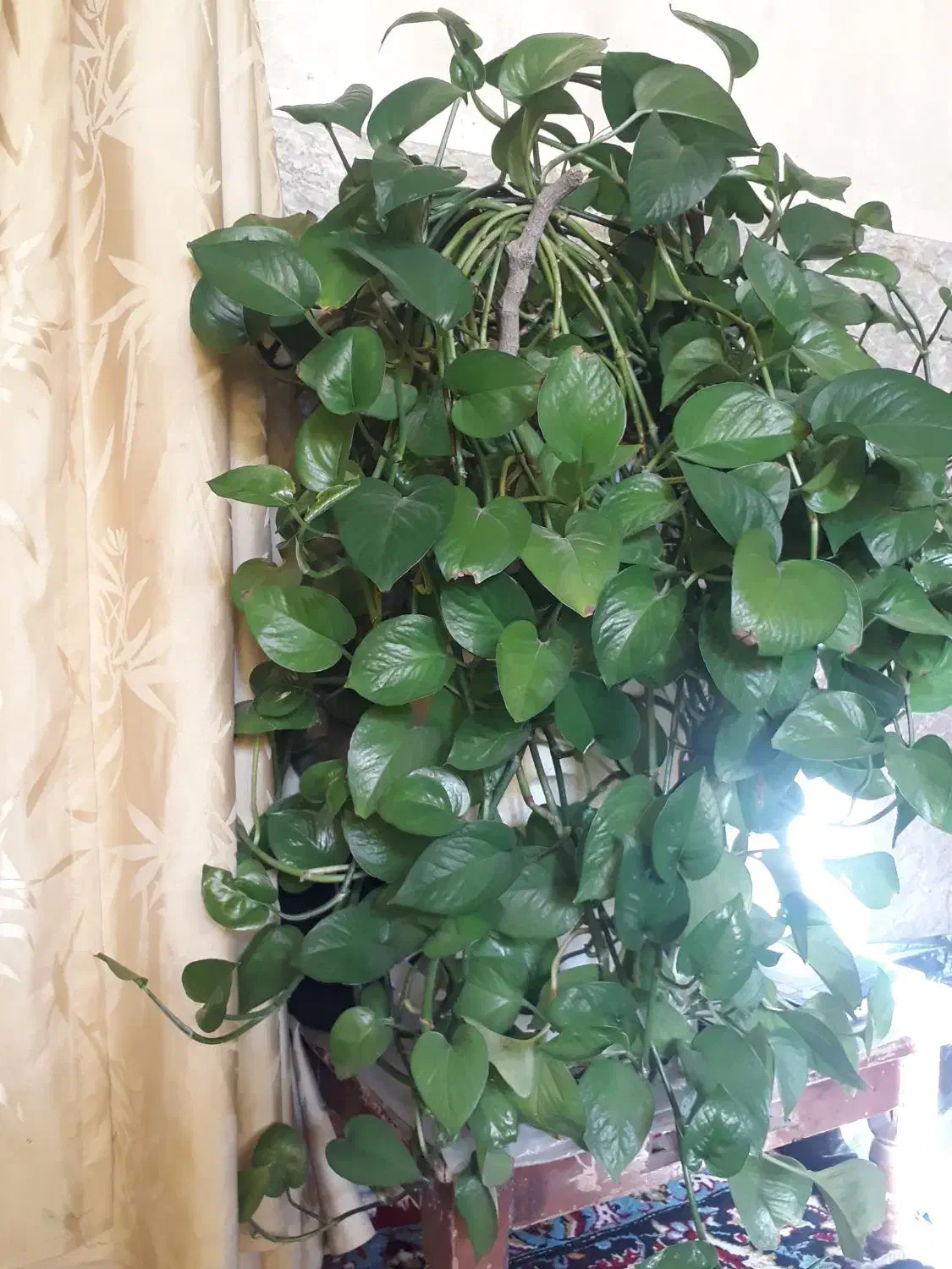 گل جوان|گل و گیاه طبیعی|نجفآباد, یزدانشهر|دیوار