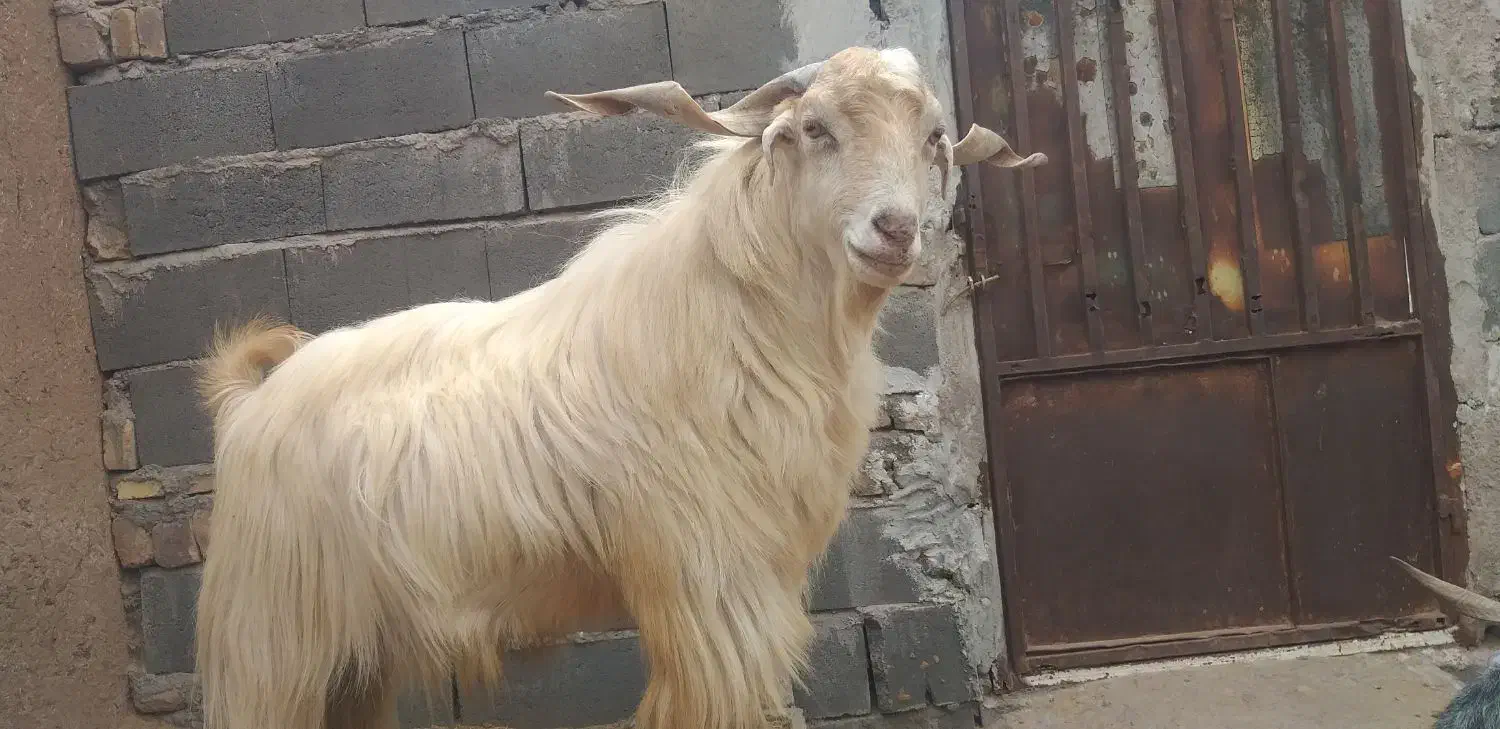 نری|حیوانات مزرعه|رفسنجان, |دیوار