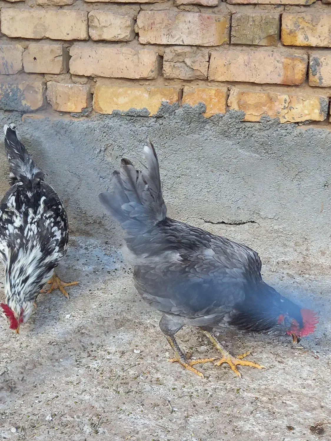 ۴عددخروس گلین|حیوانات مزرعه|لنجان, |دیوار