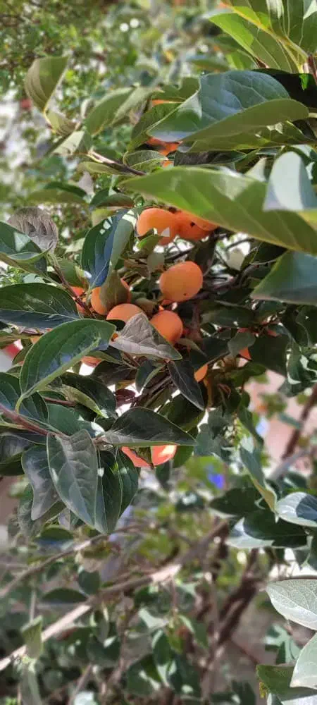 ۶۰متری همکف محدوده ی میدان نماز|اجارهٔ آپارتمان|تالش, هشتپر|دیوار