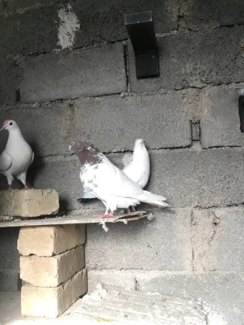 نر کله سرخ مهر|حیوانات|شهریار, فرارت|دیوار