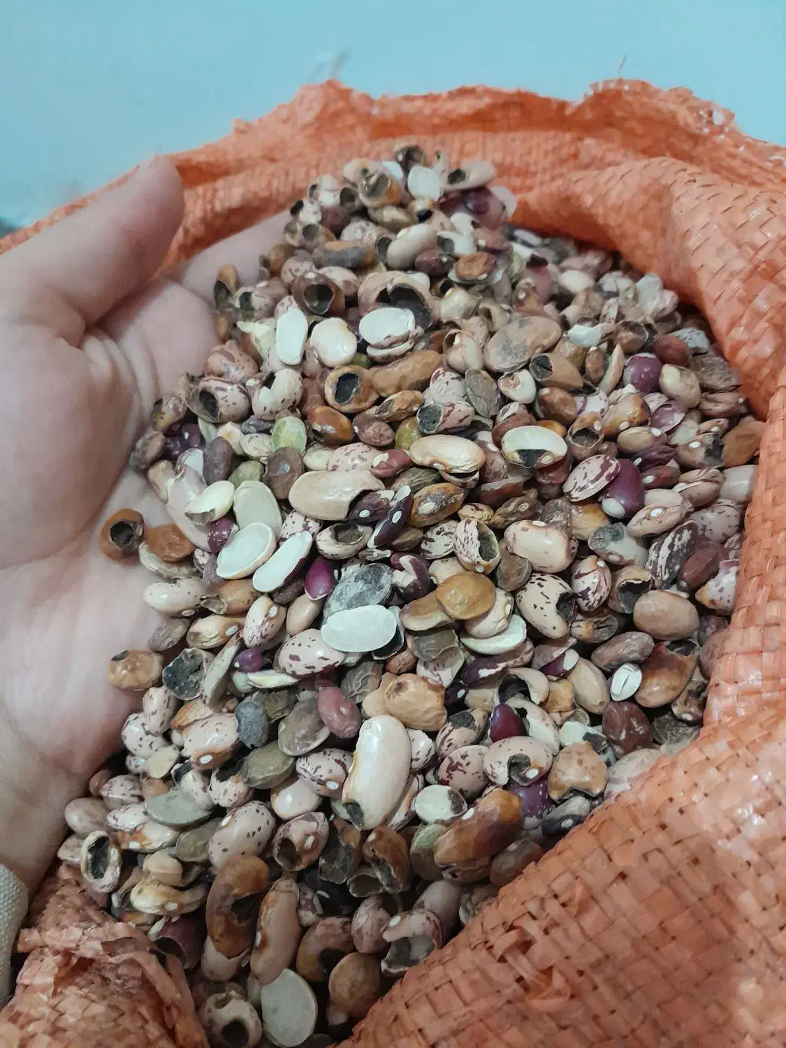 ضایعات حبوبات جهت مصرف دام|لوازم جانبی حیوانات|شیراز, شهرک والفجر|دیوار