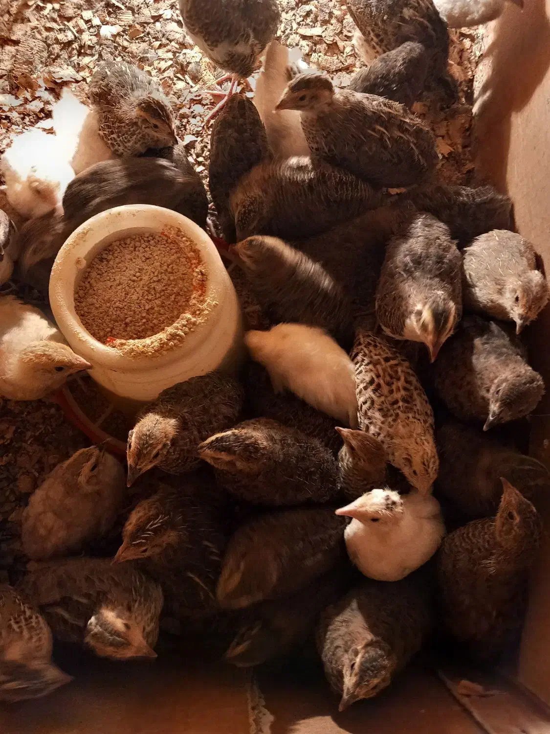 بلدرچین ۱۰روزه وبالغ|حیوانات مزرعه|رودسر, |دیوار