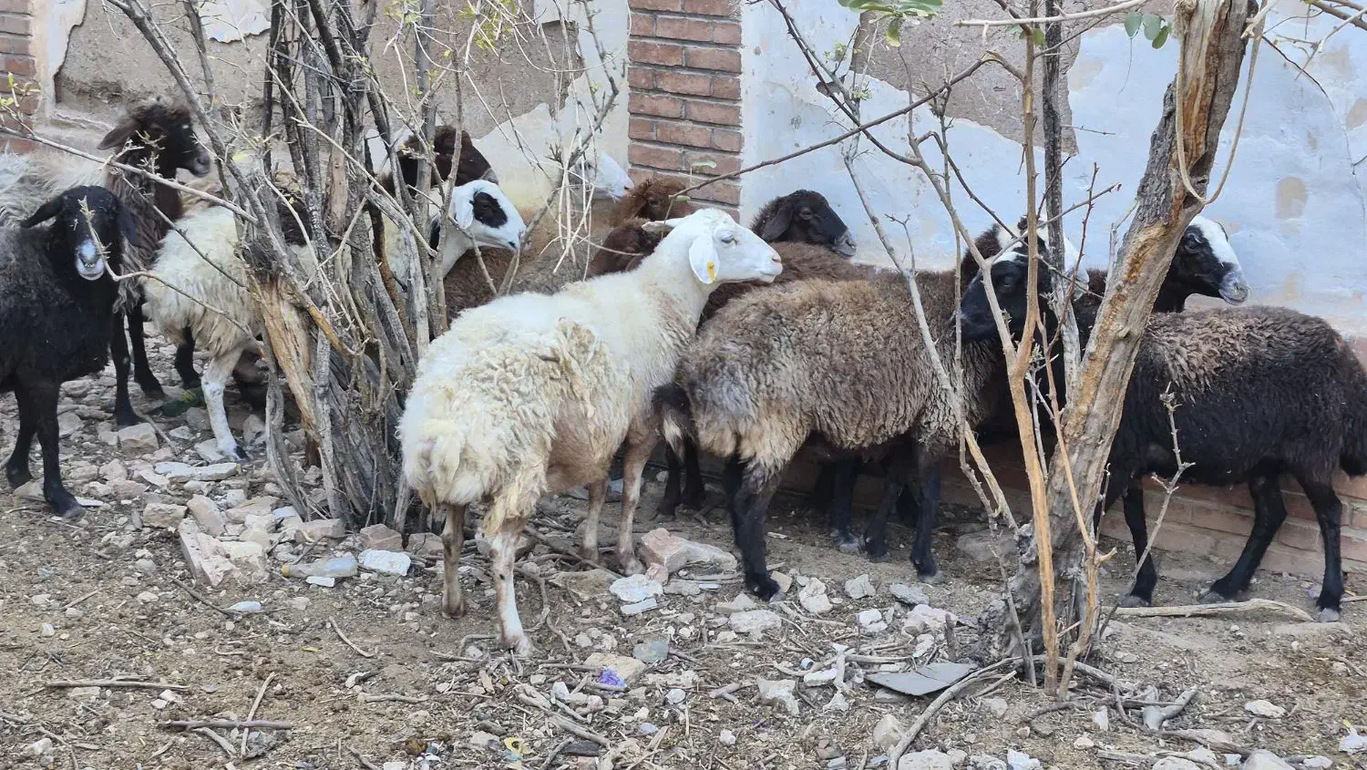 پیر میش پرواری|حیوانات مزرعه|مهدی شهر, |دیوار