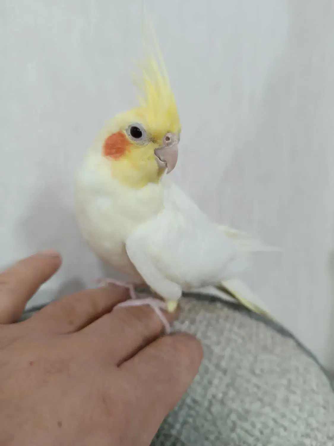 عروس هلندی|پرنده|پاکدشت, پاکدشت (مامازند)|دیوار