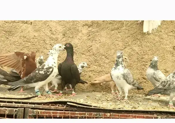 دسته گلی بزک|پرنده|شیراز, کوشک بیدک|دیوار