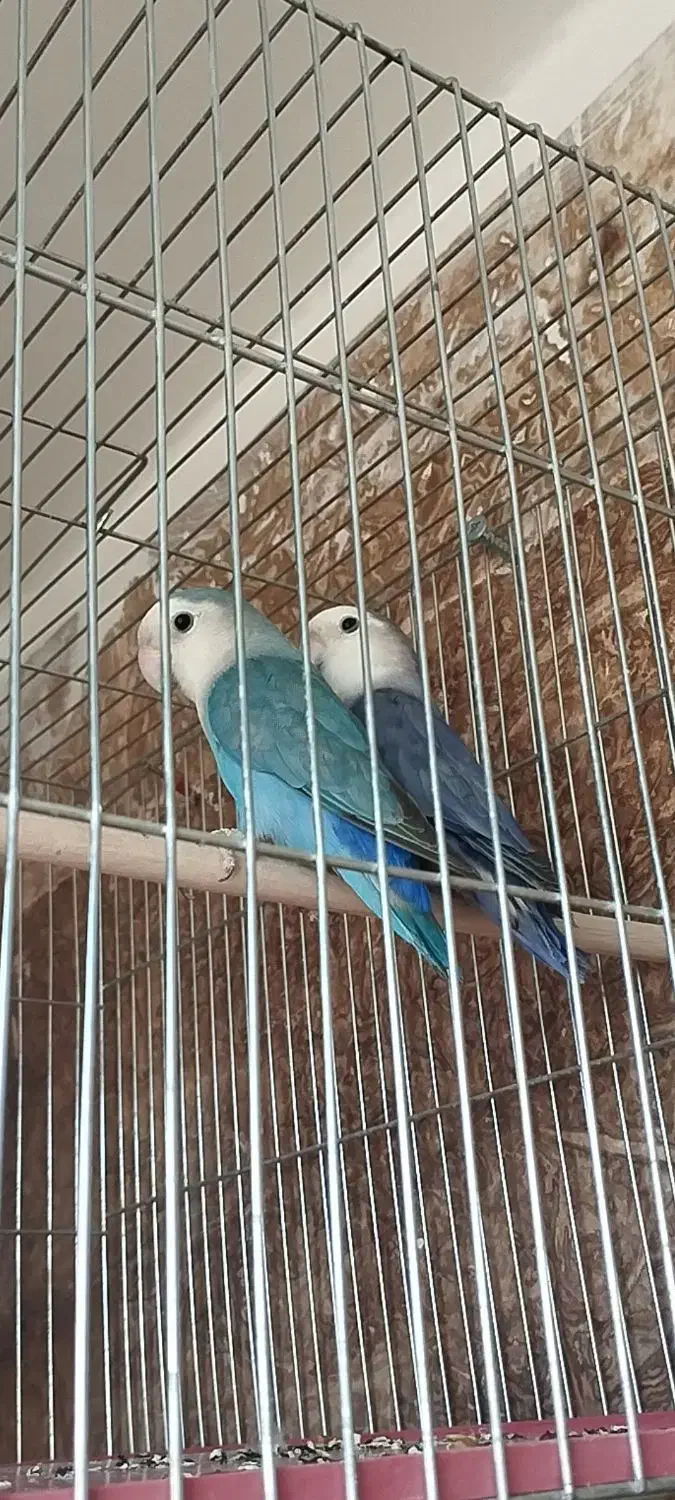 کوتوله برزیلی مولد واقعی درجه یک .|پرنده|گلپایگان, |دیوار