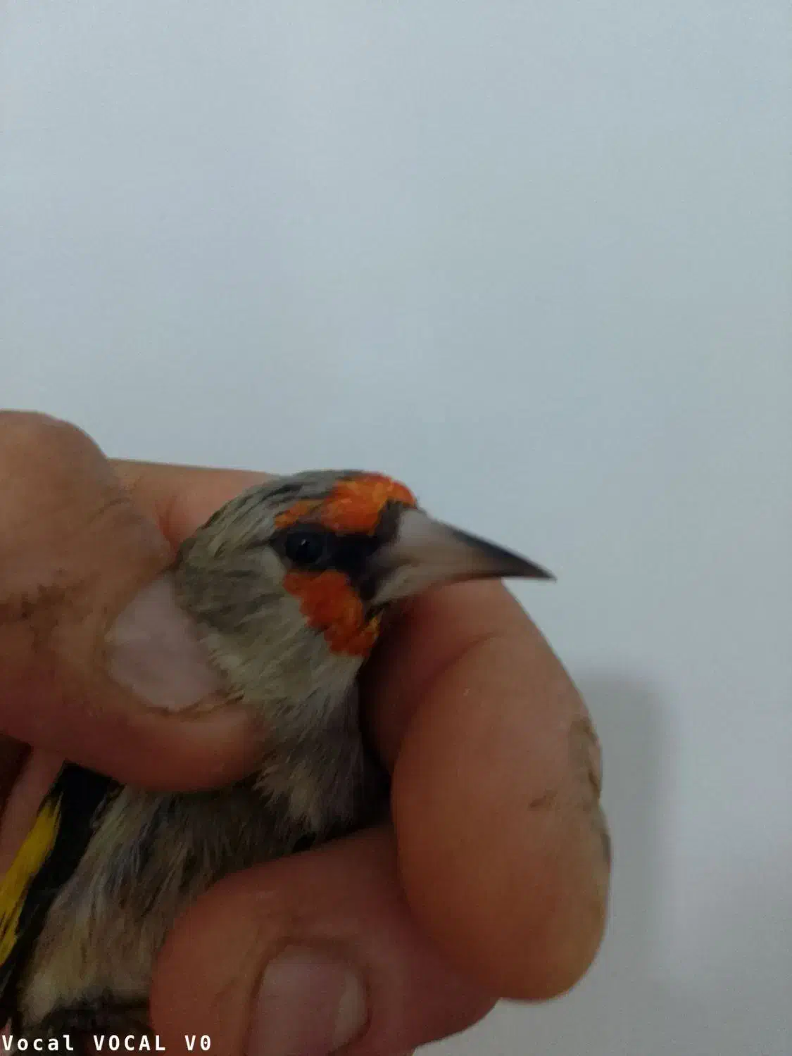 سهره کرمونی نر|پرنده|قم, علی آباد سعدگان|دیوار