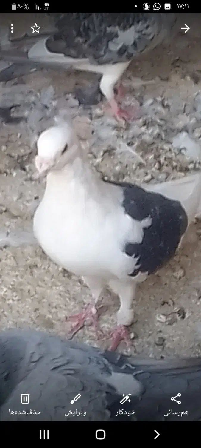 کبوتر|پرنده|کرباسک, |دیوار