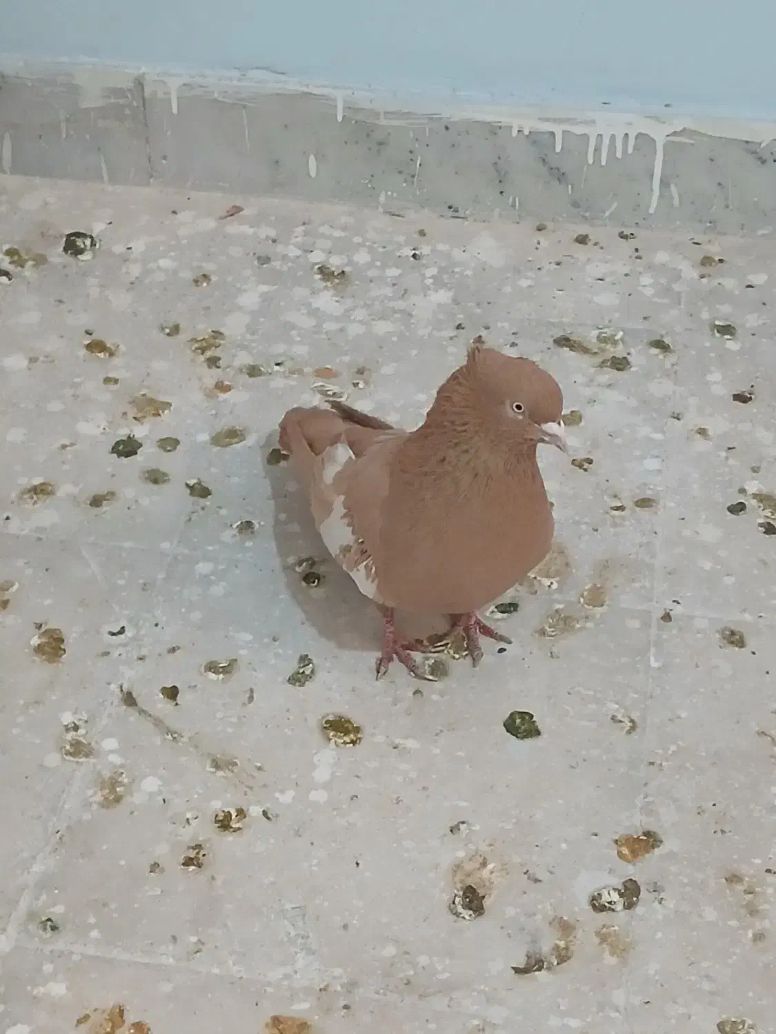 سرک زرد نر بی عیب|پرنده|شیراز, کوشک میدان|دیوار