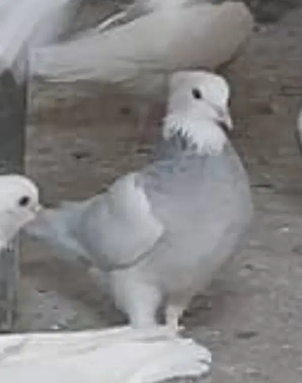 طوقی|پرنده|کاشان, زیدی|دیوار