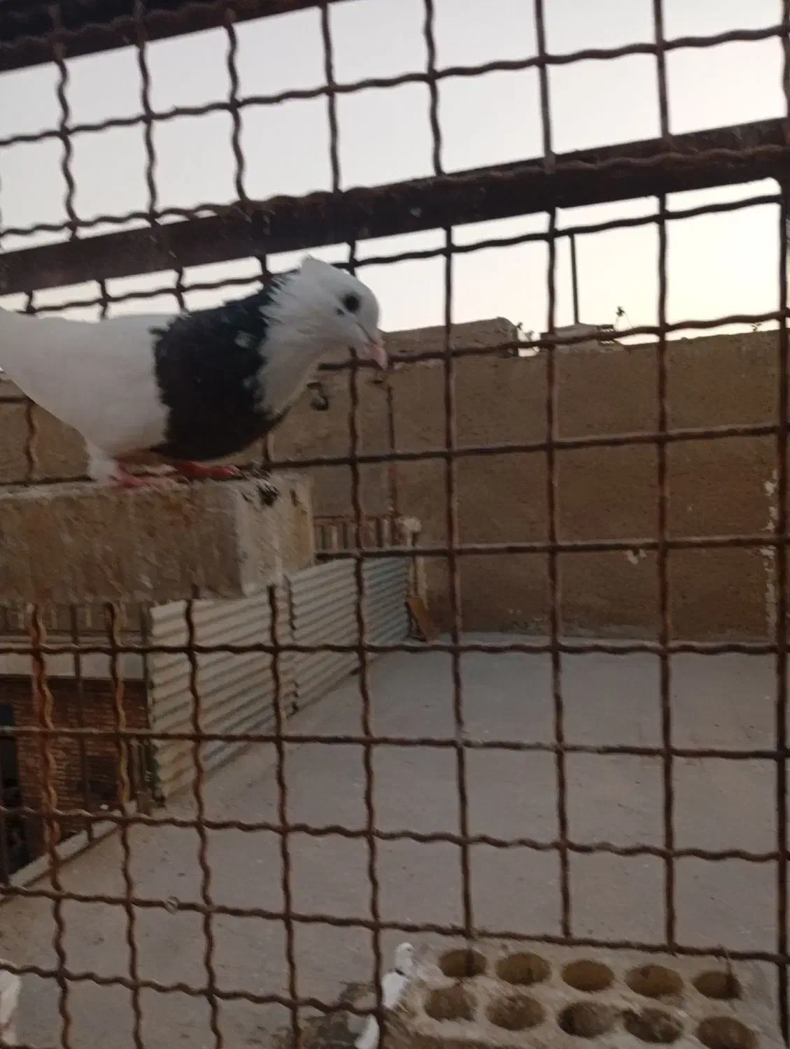 کفتر طوقی|پرنده|اهواز, منبع اب|دیوار