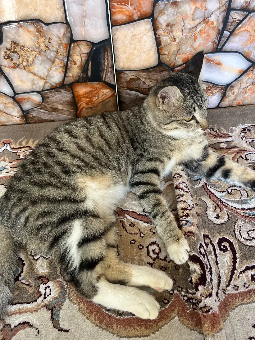 واگذاری گربه dsh|گربه|قائم‌شهر, |دیوار