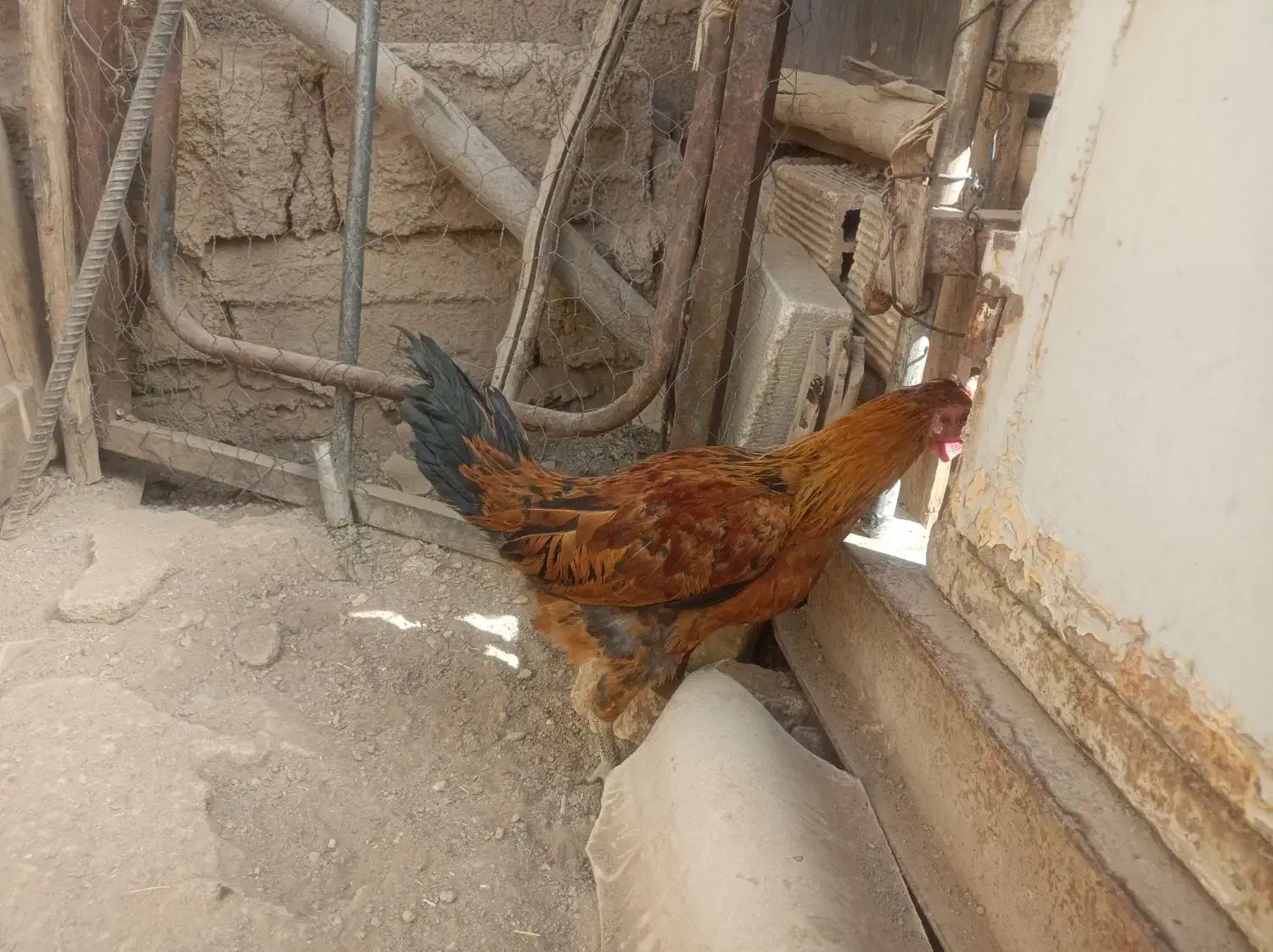 خروس لری|حیوانات مزرعه|خمینی‌شهر, |دیوار