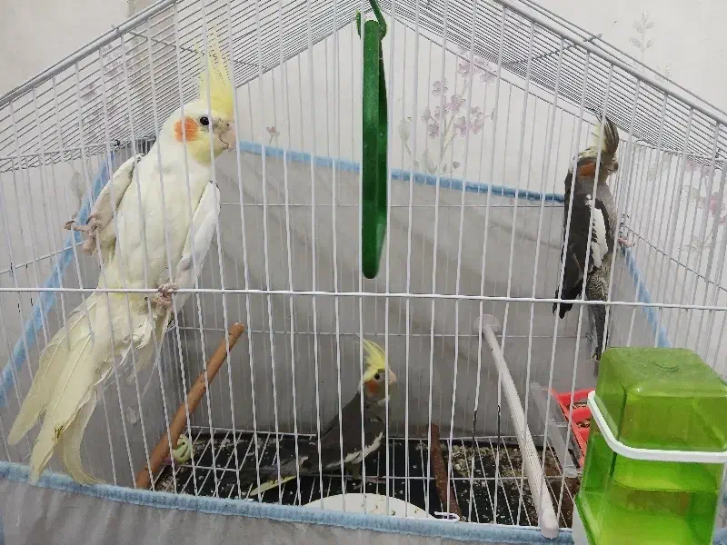 عروس هلندی|پرنده|یزد, |دیوار