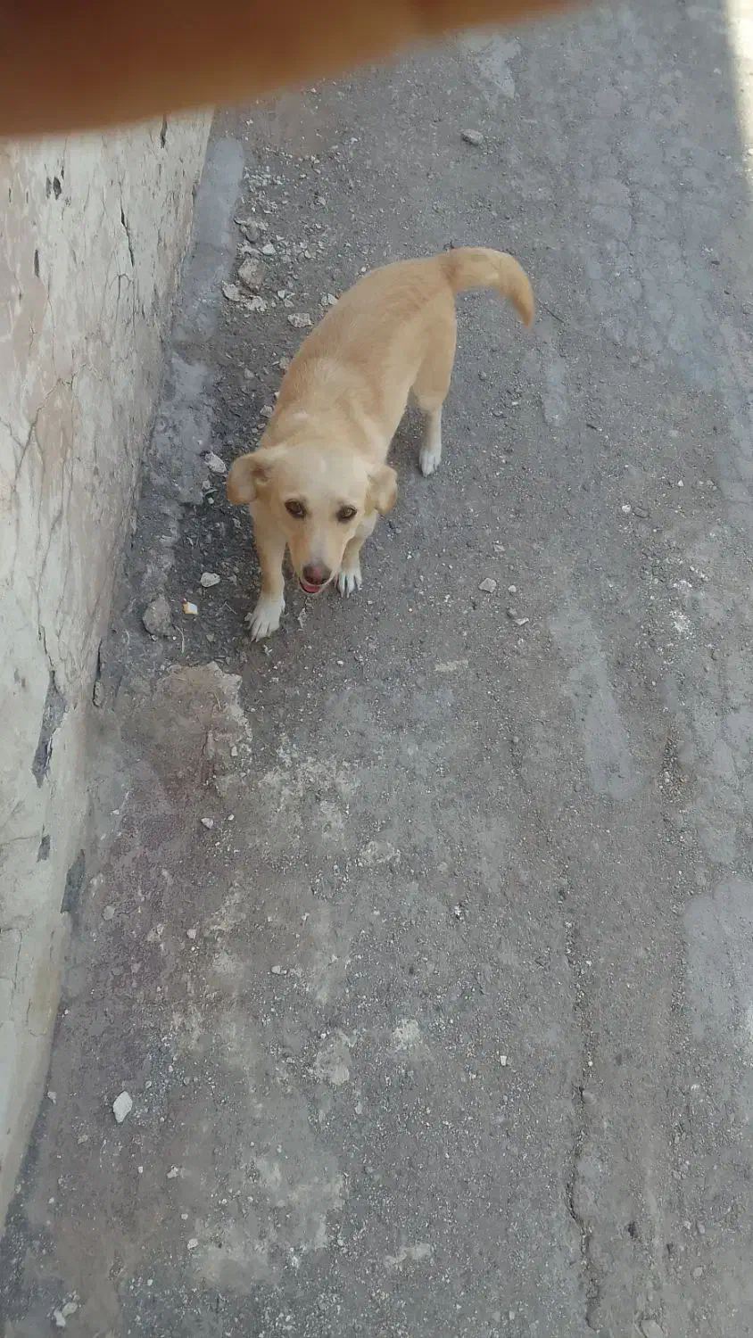 سگ ماده گمشده|حیوانات|رفسنجان, |دیوار