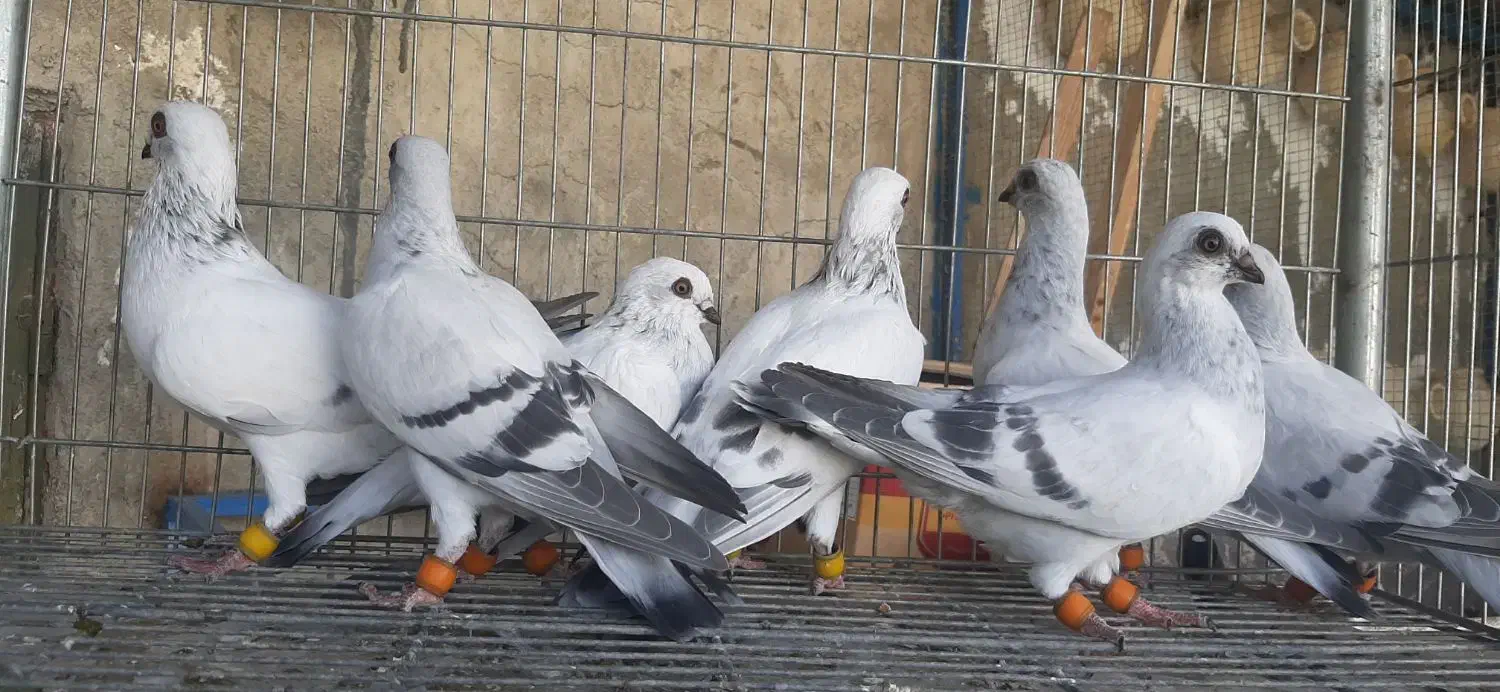 شامی سوری|پرنده|لار, |دیوار